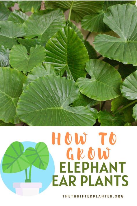 Elephant Ear Plants Elephant Ears Garden, Elephant Ear Plants, Elephant Plant, Benefits Of Gardening, Elephant Ear Plant, Elephant Ears, Small Yard, Shade Plants, Tropical Plants