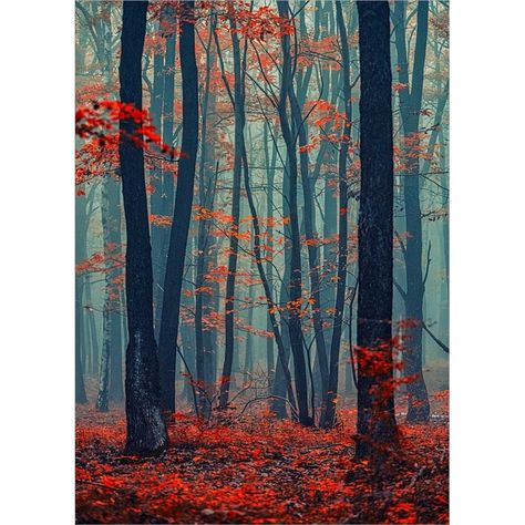 Autumn Forest In The Mist by Igor Vitomirov is a high quality piece of framed artwork. The finished size of this piece is 22.25" X 28.25". Forest Illustration, Forest Painting, Tree Photography, Forest Photography, The Mist, Tree Forest, Forest Landscape, Autumn Forest, Original Landscape