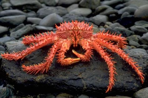 king crab Red King Crab, Crab Species, Alaskan King Crab, Sea Crab, Life Under The Sea, Crab And Lobster, King Crab, Water Life, Aquatic Animals