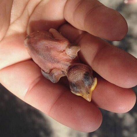 Do you know what to do if you find a young bird on the ground? These steps may save a life! Baby Birds, Wild Baby, Birds And The Bees, Bird Care, Kinds Of Birds, Baby Bird, Bird Drawings, Bird Garden, Colorful Birds