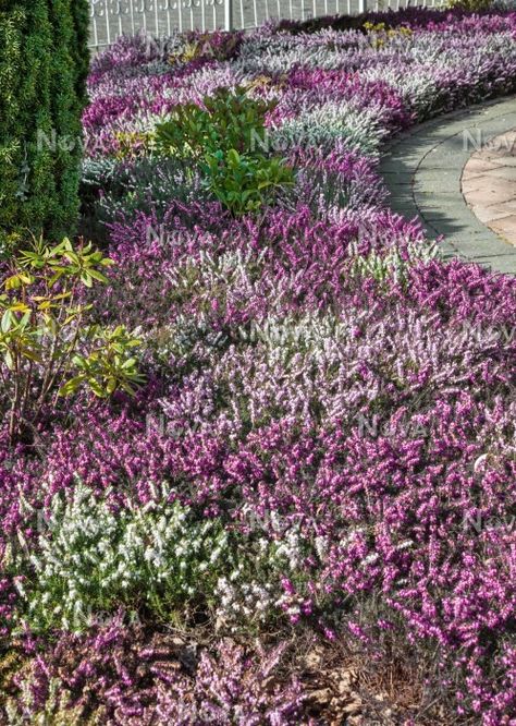 Heather garden with multicolored Calluna Heather Garden Ideas, Heather Garden, Heather Plant Landscape, Heather In Garden, Heather And Lavender Garden, Purple Heather Flower, Evergreen Potted Plants, Purple Heart Plant Landscaping, Heather Gardens