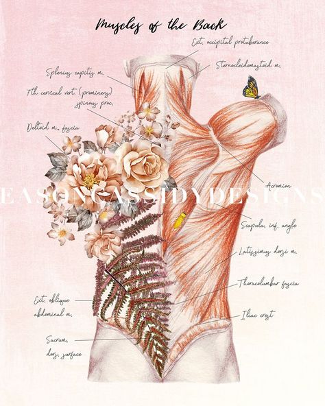 Chiropractic Poster Floral Anatomy Watercolor Muscular System - Etsy | Massage therapy rooms, Massage art, Massage therapy business