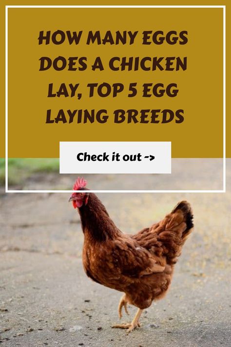 Wondering how many eggs does a chicken lay? Weeeelllll it depends on a few things. The breed is the biggest factor next to delight and feeding... Find out what effects chickens and their laying as well as the best egg laying breeds for your backyard farm. Getting Chickens, Egg Laying Hens, Egg Laying Chickens, Backyard Farm, Rhode Island Red, Laying Hens, Egg Production, Backyard Flocks, Brown Eggs