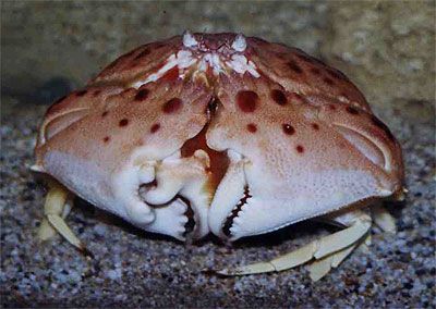 how big do shamefaced crabs get - Ocean Aquarium, Creature Marine, Crab Stuffed Shrimp, Crab And Lobster, Animal Images, Metabolic Diet, Animal Anatomy, Sea Slug, Lovely Animals