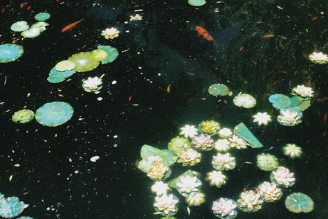 koi fish, colorful koi fish, fish, colorful fish, water lilies, lotus, pond, pond life, nature, environment, earth, aesthetic, aesthetic fish, aesthetic pond, film, film effect, vintage, polaroid Lotus Pond Aesthetic, Koi Fish Pond Aesthetic, Koi Pond Aesthetic, Aesthetic Pond, Koi Fish Aesthetic, Pond At Night, Lotus Aesthetic, Pond Aesthetic, Colorful Koi Fish