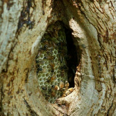 Beehive Aesthetic, Natural Beehive, Bee Hive Photography, Native Bee Hive, Observation Bee Hive, Big Beehive Hike, Bee Nest, Lottie Matthews, Bee Cottage