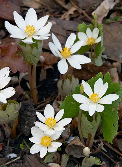 10 Best Shade Plants: Looking for shade plants that can make your not-so-sunny garden look great? These are some of the best! Best Shade Plants, Shade Containers, Backyard Rock Garden, Wildlife Garden Design, Street Curb, Part Shade Flowers, Best Plants For Shade, Garden Tricks, Shade Loving Shrubs