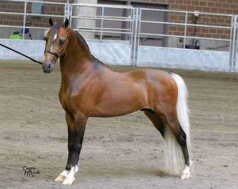 American Shetland Pony, Welsh Ponies, Unusual Horse, Shetland Ponies, All Horse Breeds, Horse Markings, Great Balls Of Fire, Horse Showing, Mini Horses