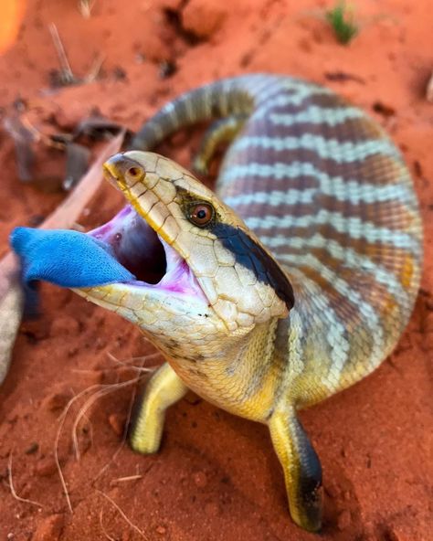 Blue Tongued Skink, Blue Tongue Lizard, Pet Reptiles, Blue Tongue Skink, Pet Lizards, Australia Animals, 2024 Ideas, Cold Blooded, Cute Reptiles