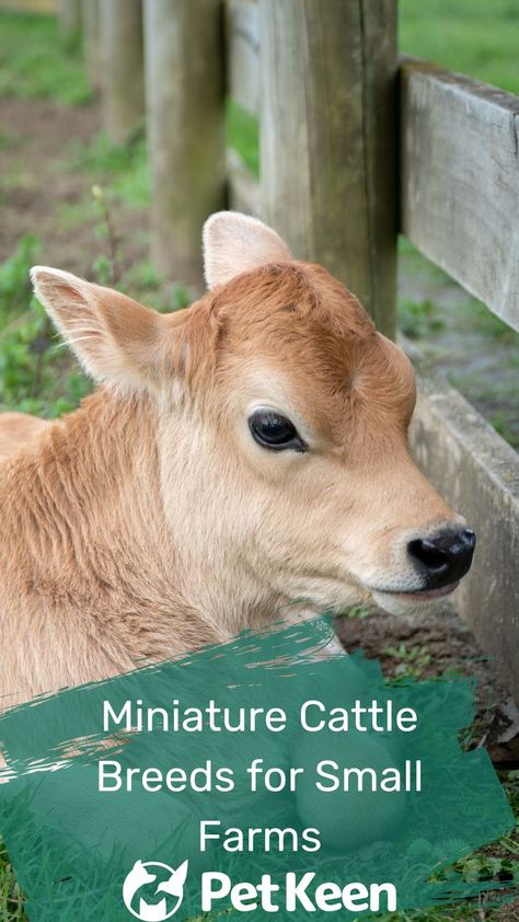 Miniature Cows Breeds, Micro Mini Cows, Caring For Cows, Best Cows For Small Farms, Mini Cow Barn, Miniature Cattle Breeds, Mini Farm Animals, Mini Cows For Sale, Mini Cattle