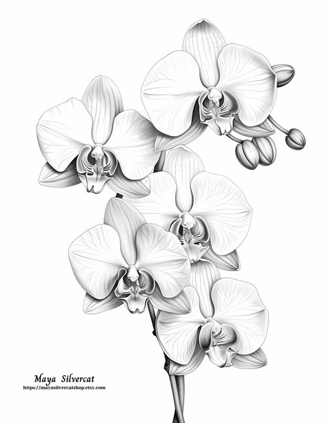 Facebook Flower Draw, Bee Coloring, Orchid Drawing, Blooming Orchid, Digital Coloring Pages, Bee Coloring Pages, Coloring Page For Adults, Flowers Blooming, Digital Coloring