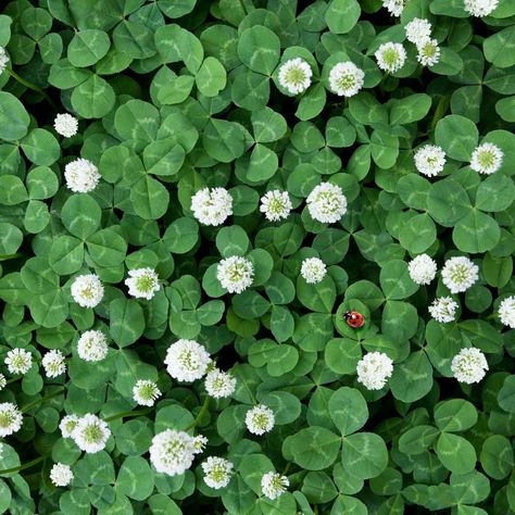 Clover Grass: Love It or Treat It? Compressor Cart, Trailer Upgrades, Clover Lawn, Getting Rid Of Slugs, Build Deck, Hardware Organizer, Clover Seed, Garage Ceiling, Kayak Trailer