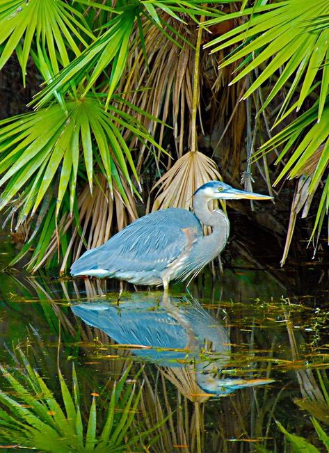 Okefenokee Swamp Georgia, Okefenokee Swamp, Swamp Photography, Florida Wildlife, Herons, Swamp Animals, Swamp Mermaid, Swamp Illustration, Great Blue Heron