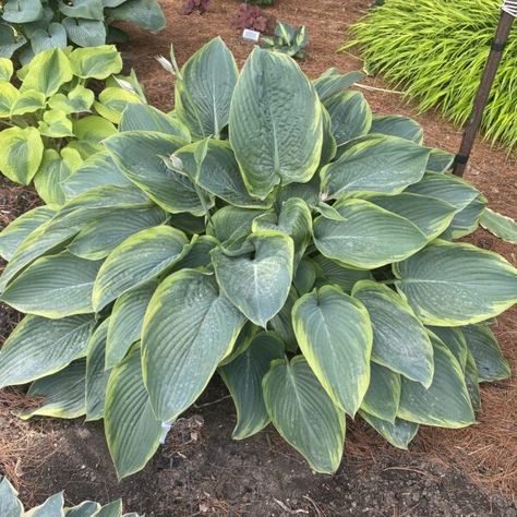 Hosta Wu La La, Proven Winners Perennials, Plant Wishlist, Hosta Gardens, Hosta Plants, Hummingbird Flowers, Landscape Plan, Seasonal Garden, More Water