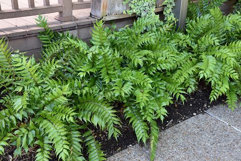 Japanese Fern Garden, Holly Fern Landscaping, Japanese Holly Fern, Japanese Holly Landscaping, Greenery Backyard, Fern Landscaping, Fern Border, Japanese Fern, Japanese Holly