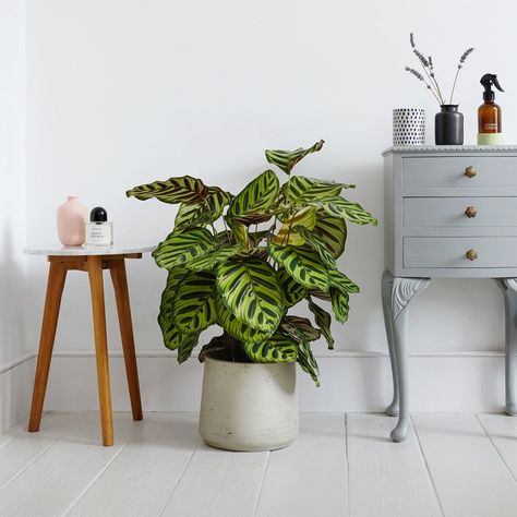 Safe House Plants, Calathea Makoyana, Plants Bedroom, Dream Home Office, Peacock Plant, Home Decorations Ideas, Parisian Home, Home Styling Tips, Zebra Plant