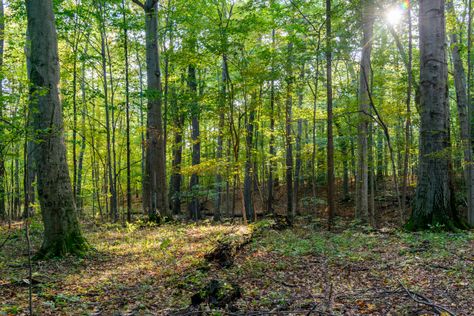 Palmyra New York, Sacred Grove, Angel Moroni, Sacred Groves, Outdoor Path, Calming The Storm, Doctrine And Covenants, Churches Of Christ, The Book Of Mormon