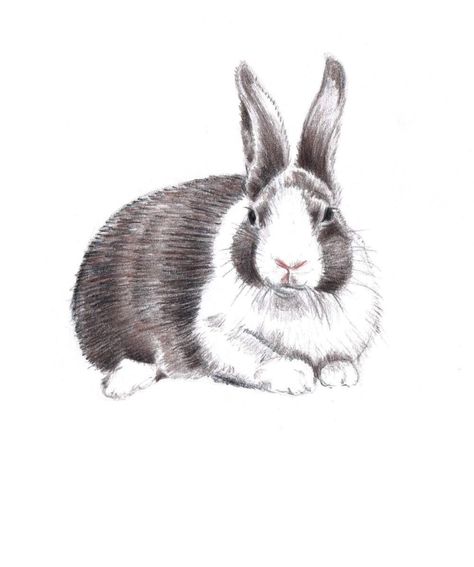 Pencil Images, Rabbit Sketch, Bunny Drawings, Bunny Sketch, Drawings In Pencil, Bunny Rabbit Art, Bunny Sketches, Dutch Rabbit, Rabbit Tattoo