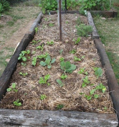 3 weeks old Manure Composting, Horse Manure, Compost Soil, Dig Gardens, Garden Steps, Big Project, Garden Soil, Veggie Garden, Photo Tutorial