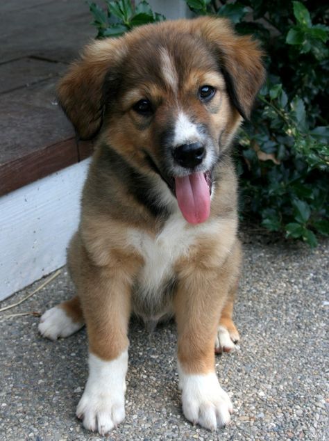 English Shepherd  puppy Shepherd Dogs Breeds, Blue Bay Shepherd Puppies, Shiloh Shepherd Puppies, English Shepherd Puppy, Photo Farm, Scotch Collie, Wallpaper Dog, Shepherd Mix Dog, Smooth Collie