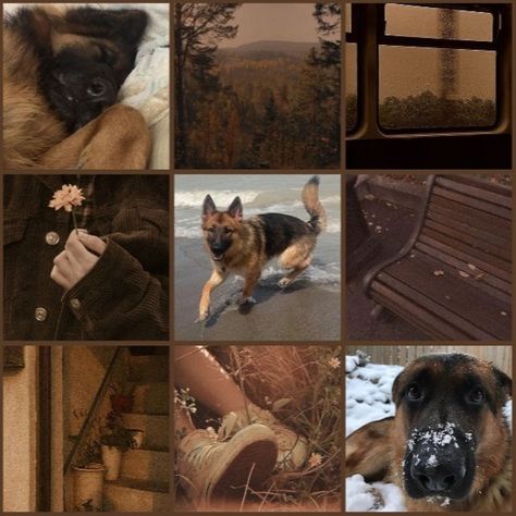 German shepherd moodboard!! #germanshepherd #moodboard #moodboardaesthetic #therian Dog Personality, Shepherd Dog, Pretty Little Liars, Pet Shop, German Shepherd, Mood Boards, Mood Board, Dogs, On Instagram