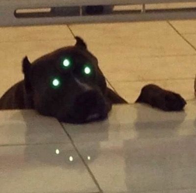 Black Dog, The Floor, Green Eyes, A Black, A Dog, Tumblr, Memes, Green, Black