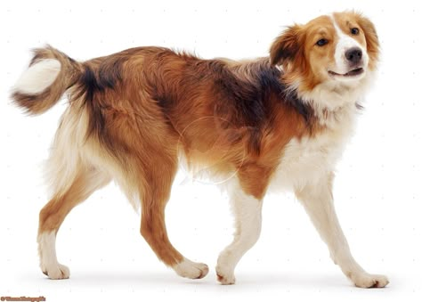 Dynamic Dog Poses, Walking Photo, Photos Of Dogs, English Shepherd, Dog Anatomy, Dog Poses, Border Collie Dog, Cat Pose, Pretty Dogs