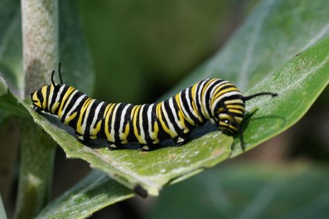 Caterpillars, the larvae of Lepidoptera, live remarkable lives. Check out these 10 fascinating facts about caterpillars and learn something new. Catter Pillar, Raising Monarch Butterflies, Monarch Caterpillar, Cool Bugs, A Bug's Life, Bugs And Insects, Butterfly Garden, Monarch Butterfly, Caterpillar