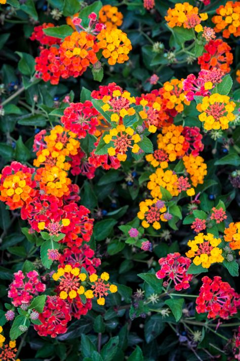 Growing Lantana - How To Keep Lantana Blooming Big All Summer Long! Dallas Red Lantana, How To Save Lantana Seeds, Lantanas In Pots, Lantana Bush Shrubs, Flowers That Last All Year Long, Lantana Planters, Lantana Camara Flower, Lantana Companion Plants, Container Gardens Ideas