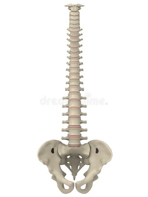 Anatomy Spine, Spine Drawing, Spine Anatomy, Anatomy Illustration, 3d Anatomy, Pelvic Bone, Human Spine, Human Bones, Back Ground