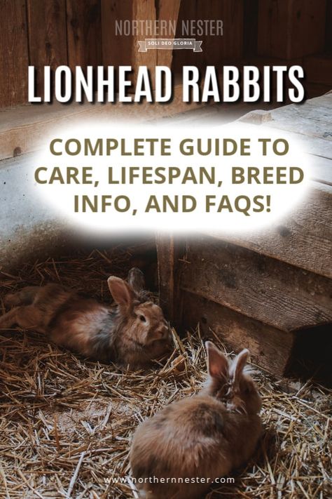 Lionhead Rabbits: Complete Guide to Care, Lifespan, Breed info, and FAQs! Lion Head Rabbit Care, Lion Head Bunny Care, Lionshead Rabbit, Bunny Breeding, Lion Head Bunny, Lion Head Rabbit, Meat Rabbits Breeds, Rabbit Pellets, Rabbit Information