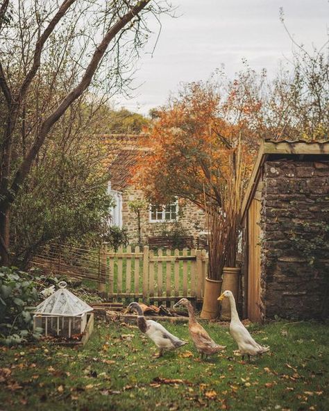 Autumn Cottage Garden, Ducks In The Garden, Garden With Ducks, Cottagecore Must Haves, English Countryside Garden, Cottagecore Landscaping, English Countryside Autumn, Runner Ducks In Garden, Cottage Ducks