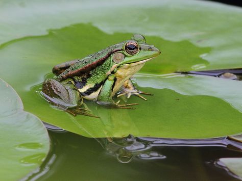 Pond Frog, Water Lilies Art, Green Pond, Amazing Frog, Garden Frogs, Frog Wallpaper, Insect Photography, Frog Drawing, Cat Pose