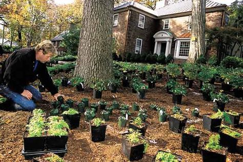 Ground Cover Plants: Everything You Need to Know - This Old House Creeping Plants, Best Ground Cover Plants, Plants For Landscaping, Cover Layout, Nice Garden, Full Sun Perennials, Ground Covers, Sun Perennials, Ground Cover Plants