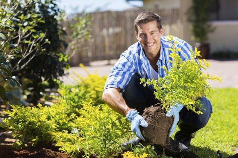 Best Times For Transplanting: When Is A Good Time To Transplant In The Garden Tree Surgeons, Benefits Of Gardening, Tree Felling, Henley On Thames, Tree Pruning, Tree Removal, Garden Services, Garden Shrubs, Garden Quotes