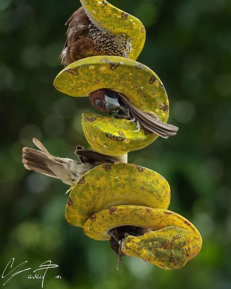 Green Tree Python, Tree Python, Snake Eating, Badass Pictures, Pet Snake, Green Tree, Two Birds, Reptiles And Amphibians, Green Trees