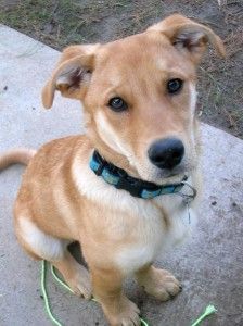 Lab Shepherd Mix :: Like My Ava German Shepherd Mix Puppies, Shepherd Mix Puppies, Boxer Mix Puppies, Lab Mix Puppies, Dog Crossbreeds, Labrador Mix, German Shepherd Mix, Labrador Retriever Mix, Dog Party