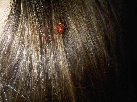 A Ladybug, Lady Bug, Her Hair, Long Hair, Songs, Hair