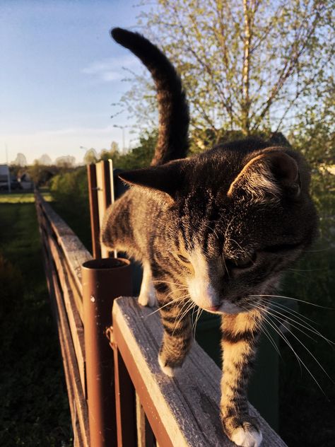 My amazing cat following me as i walk beside the fence Cat On Fence, Pictures Of Cats, The Fence, Cool Cats, Kittens Cutest, Cute Cats, Fence, Follow Me, Kittens