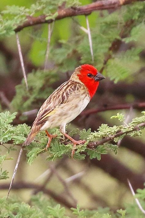 Quelea cardinalis, Cardinal Quelea. Small sparrow-like bird with a short heavy black bill, that breeds in colonies. Native to subsaharan eastern Africa from Ethiopia to Zambia, found in moist, grassy habitats, where it often appears after recent rain. The red head of the breeding male is distinctive. Becomes inconspicuous when not breeding, mixing with flocks of other weavers and seedeaters. The call is a rough “chyet” and the song is an accelerating series of annoyed-sounding notes. Red Head, Zambia, Bird Art, Ethiopia, The Song, Flocking, Redheads, Cute Animals, Birds