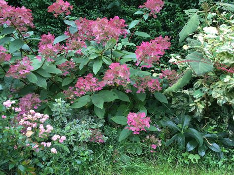 Hydrangea, Red