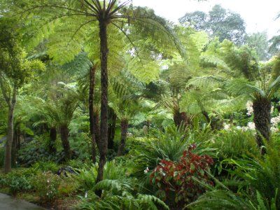 Atavistic landscape--the fern grotto at Lotusland in CA