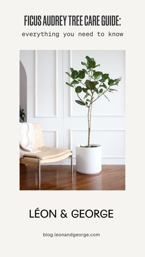 side chair with a throw blanket on the left side. Ficus Audrey tree in a white pot on right side Ficus Audrey Tree, Ficus Tree Indoor, Audrey Ficus, Ficus Audrey, Plant Care Guide, Plant Care Tips, Ficus Tree, Tree Care, How To Grow Taller