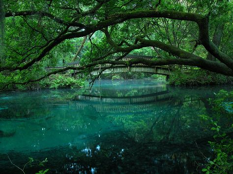 juniper springs by CommonWonderer, via Flickr Juniper Springs Florida, Ocala National Forest, Florida Springs, Piscina Natural, Shotting Photo, Camping World, Florida Travel, Nature Aesthetic, Pretty Places