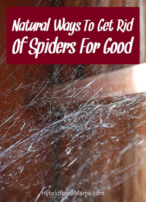 Spiders, spiders everywhere! You don't want to use toxic chemicals to kill those eight legged invaders but you also don't want them calling your yard and house home. Hybrid Rasta Mama shares her tried and true natural ways to get rid of spiders for good. These natural pest control methods work. Kiss those spiders goodbye in no time! #spiders #pestcontrol #naturalpestcontrol Kill Spiders Naturally, Get Rid Of Spiders In Yard, Natural Spider Repellent For Home, How To Keep Spiders Out Of Your House, How To Get Rid Of Spiders In The House, Spider Repellent Diy, What Kills Spiders, Spiders Repellent Diy, Killing Spiders