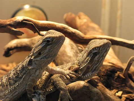 This article provides a comprehensive guide to understanding the body language of bearded dragons. It outlines various behaviors that are typical for these reptiles and how they may be interpreted in order to better understand their needs, feelings, and emotions. The importance of understanding bearded dragon body language is discussed in further detail, as well […] Forms Of Communication, Loud Noises, Feelings And Emotions, Bearded Dragon, Body Language, Reptiles, The Body, Feelings