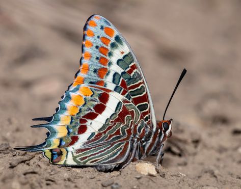 Charaxes jasius | Reared specimen; 2022; Origin: Portugal | Adam Gor | Flickr Enjoy Your Day, Natural Wonders, Pet Birds, Moth, Insects, Nature Photography, Portugal, Wonder, Photography