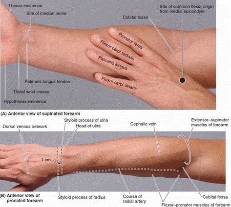 Surface Anatomy of Anterior Forearm #medicalschool #resources #medicalstudent - Image Credits: Kathryn Munder Wrist Anatomy, Surface Anatomy, Physical Therapy School, Physical Therapy Student, Physical Therapist Assistant, Physical Therapy Assistant, Forearm Muscles, Basic Anatomy And Physiology, Muscle Anatomy