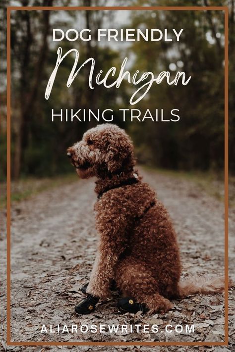 Dog Hiking Gear, Michigan Hiking, Dog Friendly Vacation, Strongest Animal, Dog Friendly Beach, Dog Friendly Hotels, Michigan Vacations, Hiking Dogs, Hiking Guide