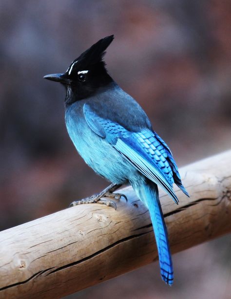 Stellars Jay, Steller Jay, Stellers Jay, Picnic Items, Jay Bird, Wild Nature, Bird Pictures, Pretty Birds, Bird Photo